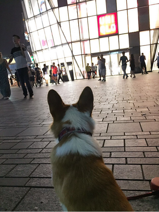 小柯基小时候的样子和长大的样子,还没长大的小柯基