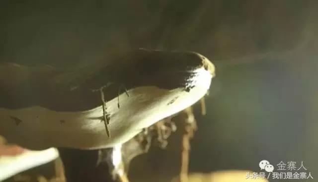 关于灵芝孢子粉新闻视频,央视报道灵芝孢子粉的功效