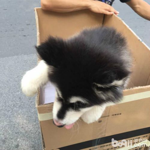 在路上捡到一只可怜的猫,在路上捡到了一只小小的哈士奇