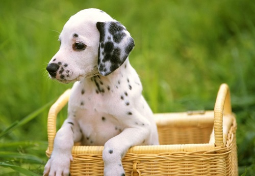 望闻问切舌苔看出病因,狗狗舌头上有白色舌苔正常吗