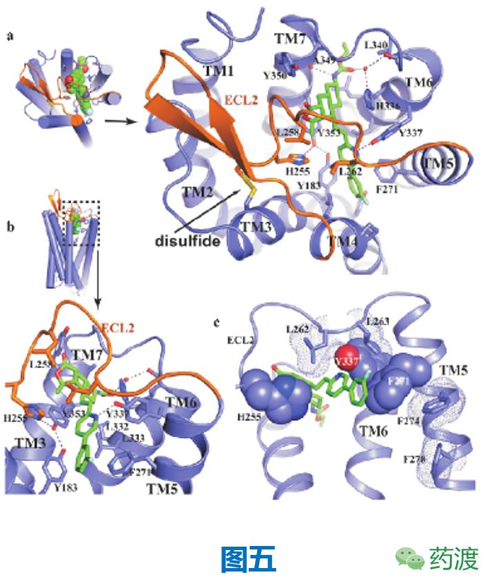 PARP-1抑制剂使用条件,par-1抑制剂