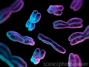 胎儿异常胚胎染色体有必要查吗,胎儿染色体会突然变异吗