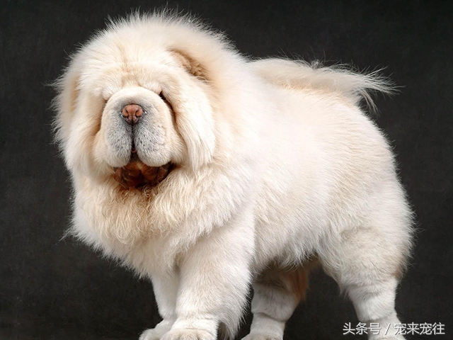 狗的饲养指南在线阅读,狗的饲养技巧与关注事项