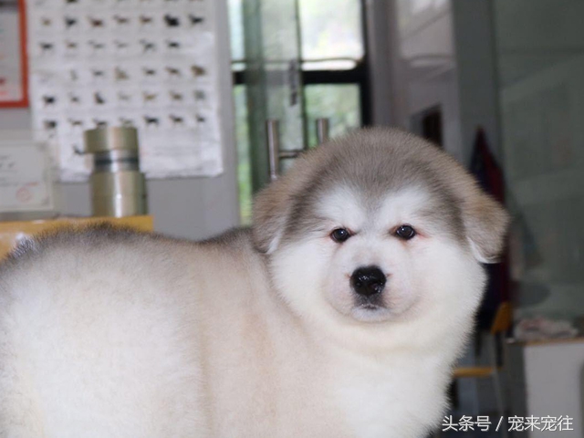 狗的饲养指南在线阅读,狗的饲养技巧与关注事项