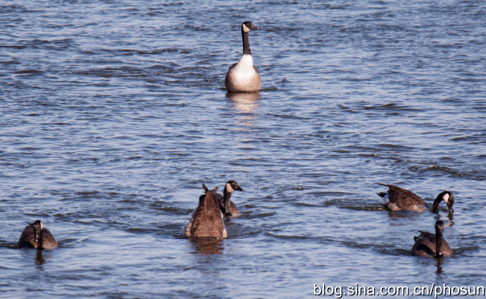 加拿大大雁成灾成灾 (人类与大雁和谐共处视频)