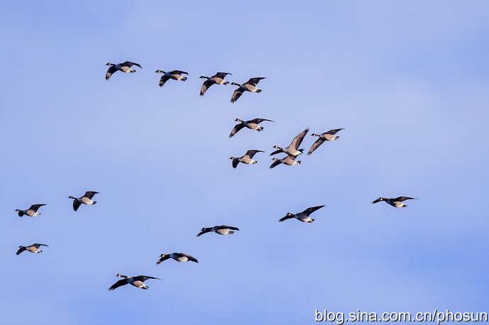 加拿大大雁成灾成灾 (人类与大雁和谐共处视频)