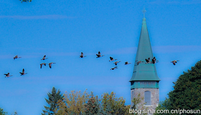 加拿大大雁成灾成灾 (人类与大雁和谐共处视频)