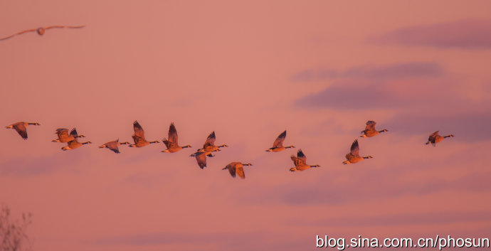 加拿大大雁成灾成灾 (人类与大雁和谐共处视频)