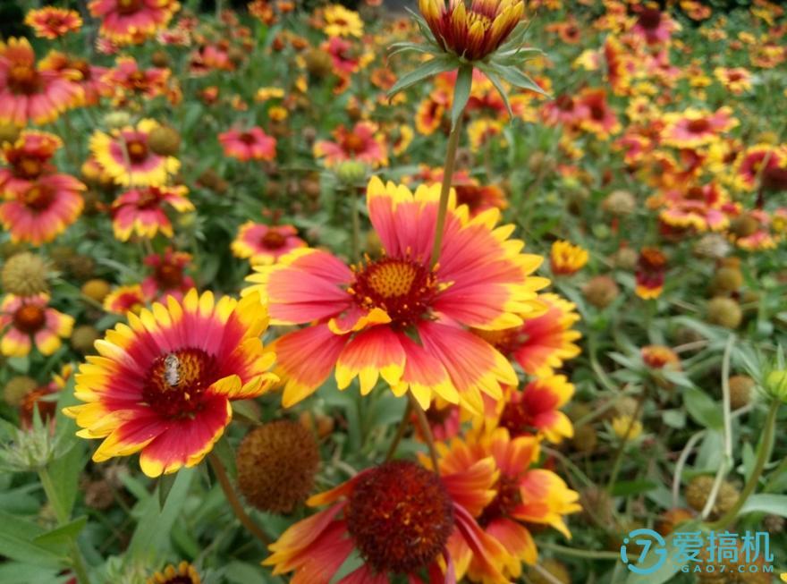 目前最值得入手的魅蓝手机,魅蓝max优缺点