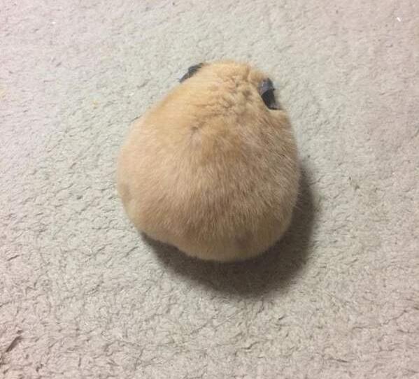 仓鼠就是贪吃爱睡的小萌物你真的都了解它们的习性吗？