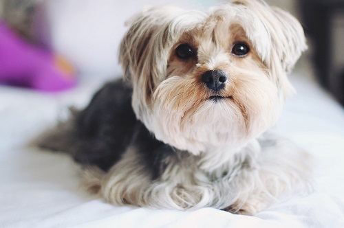 狗狗莫名其妙拉稀便血,狗狗莫名其妙