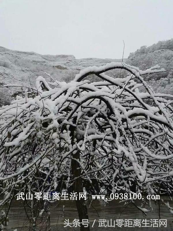 武山唯美雪景，一眼看到的不是寒冷，而是陶醉（图文/周海燕）
