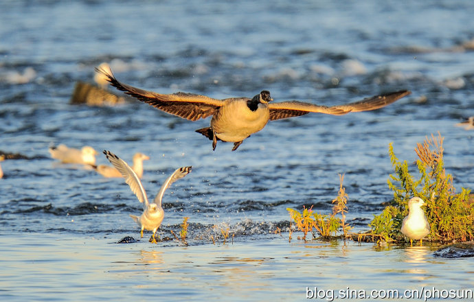 加拿大大雁成灾成灾 (人类与大雁和谐共处视频)