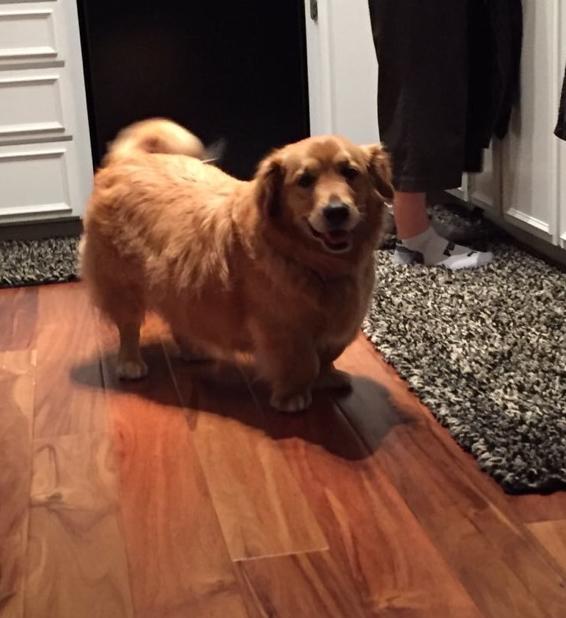 柯基的基因到底有多强大,柯基的基因有多强大