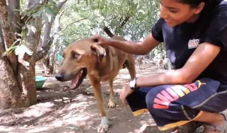 狗狗的后腿比前腿细很多,狗狗的后腿比前腿细是怎么回事