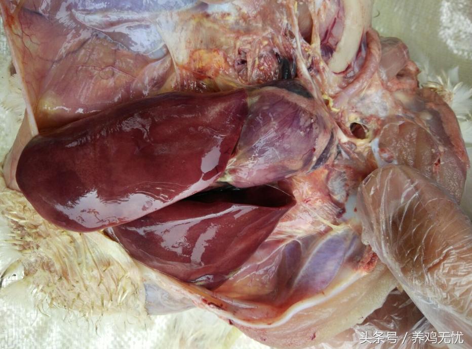 夏季养鸡肉鸡负压过大表现,肉鸡腹水的养殖方法