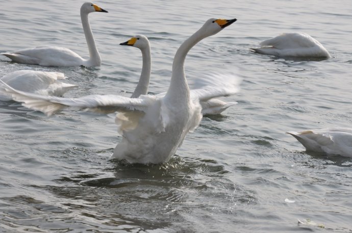 天冷了现在正是泡温泉的最佳时刻,天气逐渐变冷来泡澡