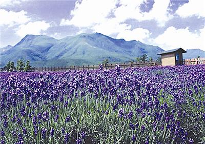 国内第一家“薰衣草世界”：清远薰衣草世界