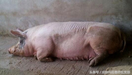 母猪产可能会厌食，具体原因及治疗办法是什么