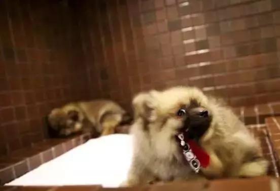 关注了！新加坡售出宠物狗前必须申领狗牌，另附最全汪星人英文名