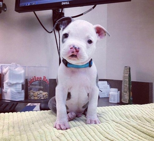 狗上颚裂了还能活吗,狗狗出生上颚腭裂什么原因