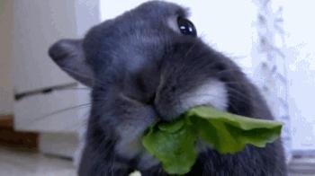 小型垂耳兔如何养殖,迷你垂耳兔是怎样的