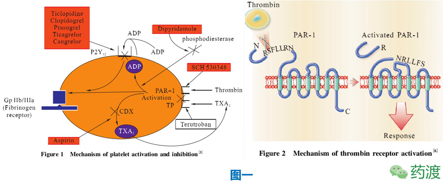 PARP-1抑制剂使用条件,par-1抑制剂