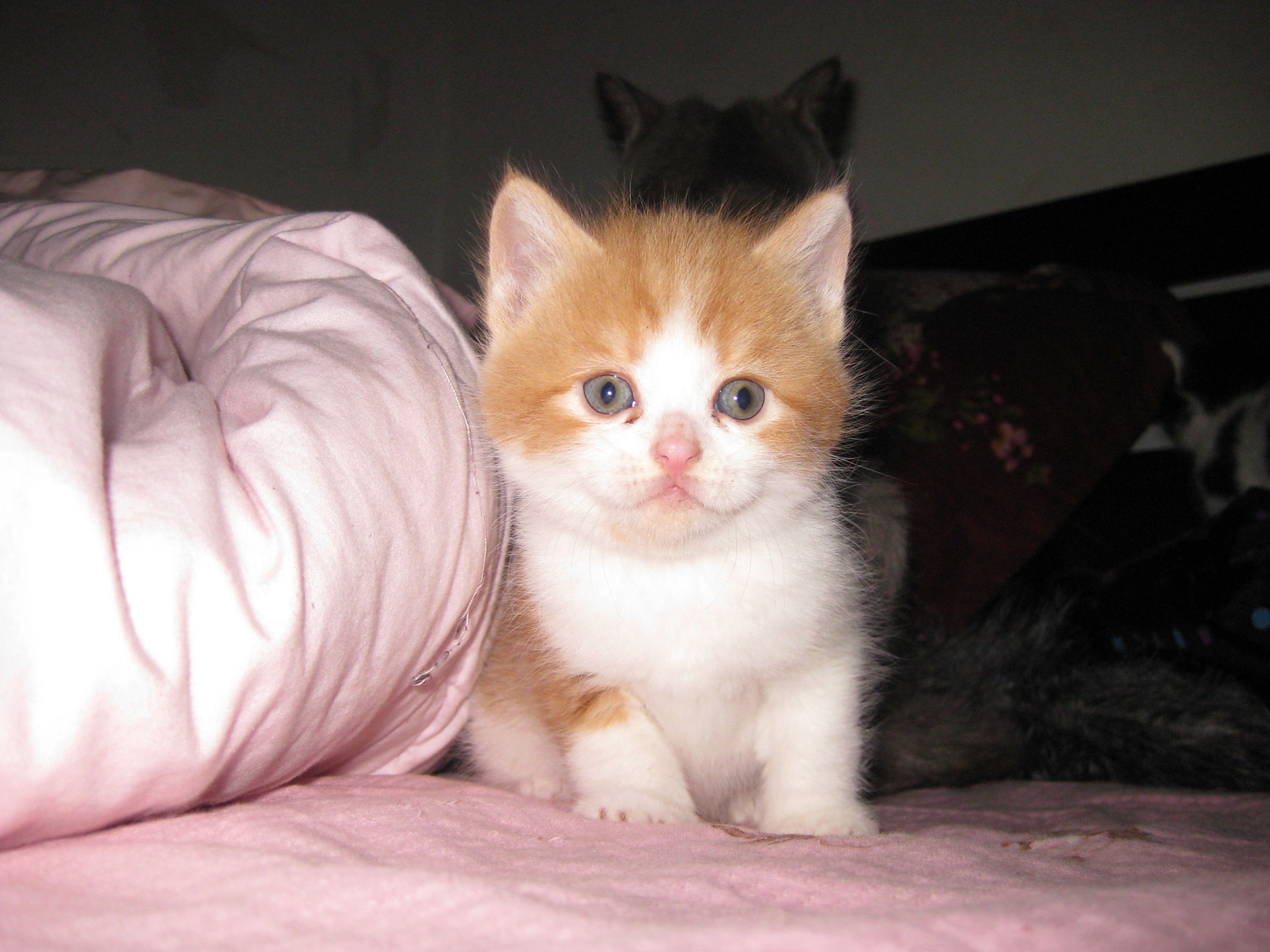 新领养的成年猫怎么跟它亲近,领养的小猫怎么能跟它熟