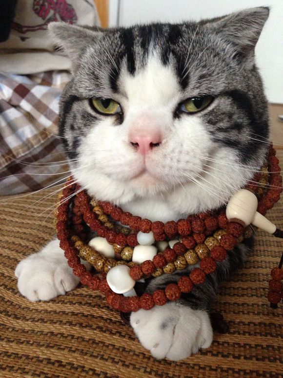 新领养的成年猫怎么跟它亲近,领养的小猫怎么能跟它熟