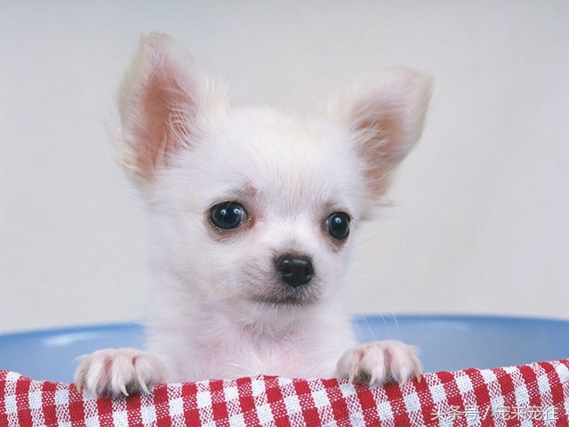 狗的饲养指南在线阅读,狗的饲养技巧与关注事项