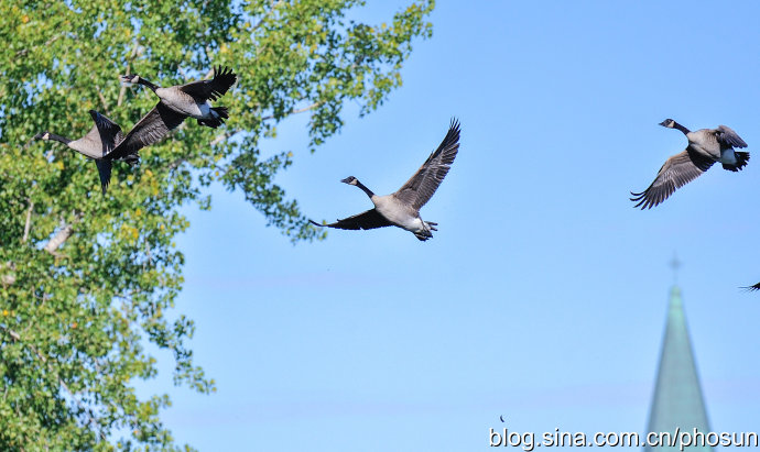 加拿大大雁成灾成灾 (人类与大雁和谐共处视频)