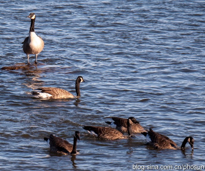 加拿大大雁成灾成灾 (人类与大雁和谐共处视频)