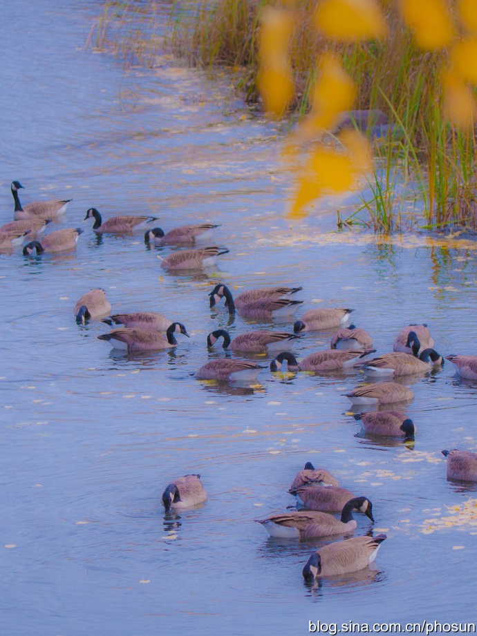 加拿大大雁成灾成灾 (人类与大雁和谐共处视频)