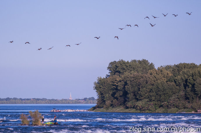 加拿大大雁成灾成灾 (人类与大雁和谐共处视频)