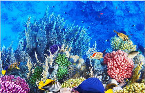 珊瑚缸如何补钙,珊瑚海缸日常维护