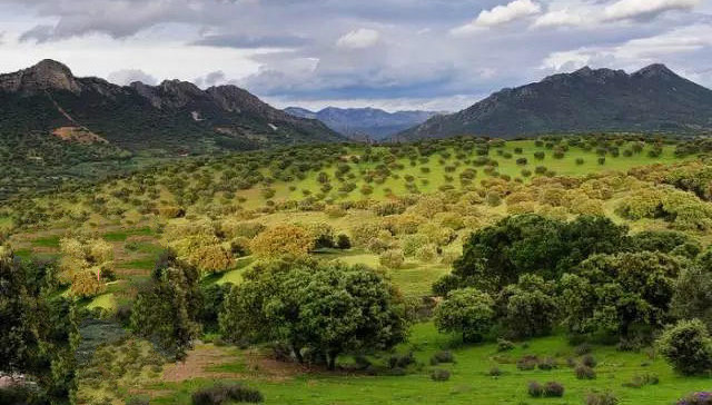 3000元1公斤的西班牙火腿配方、制作工艺揭秘！