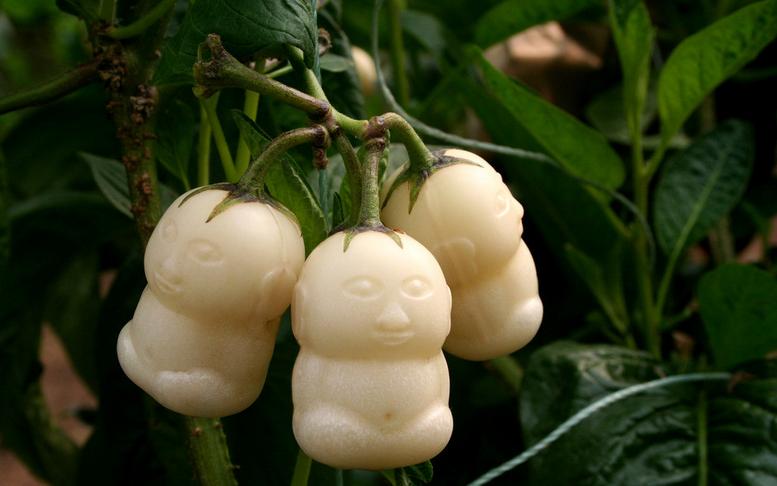 孕妇能吃八戒人参果么,人参果孕妇吃可以吗