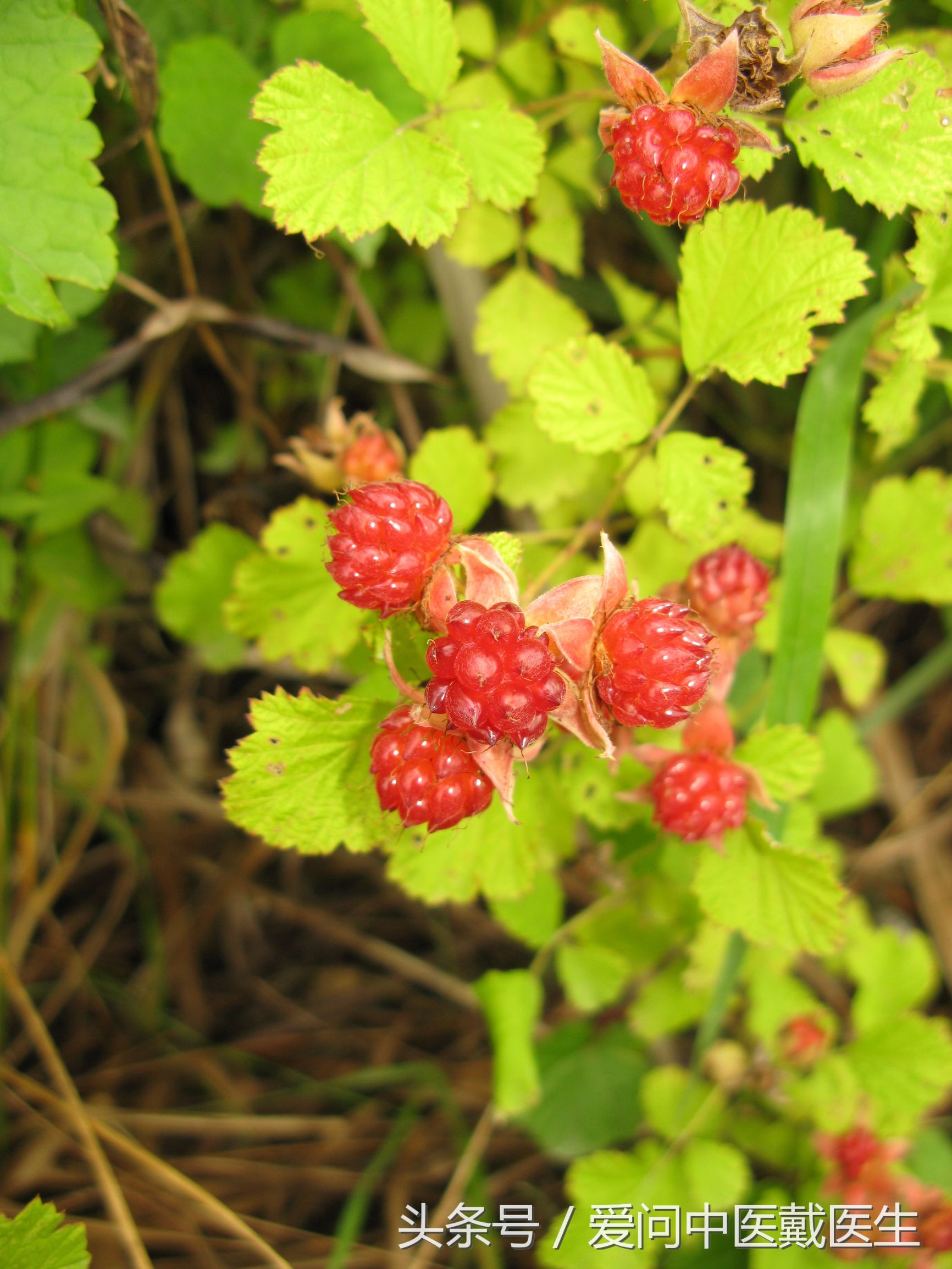 哪种草药泡水喝对肾结石好,两味中药治疗结石