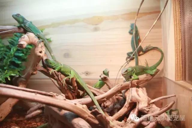 绿鬣蜥饲养,绿鬣蜥如何饲养