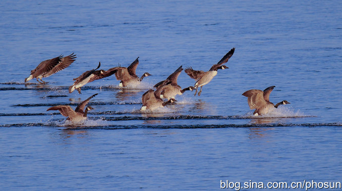 加拿大大雁成灾成灾 (人类与大雁和谐共处视频)