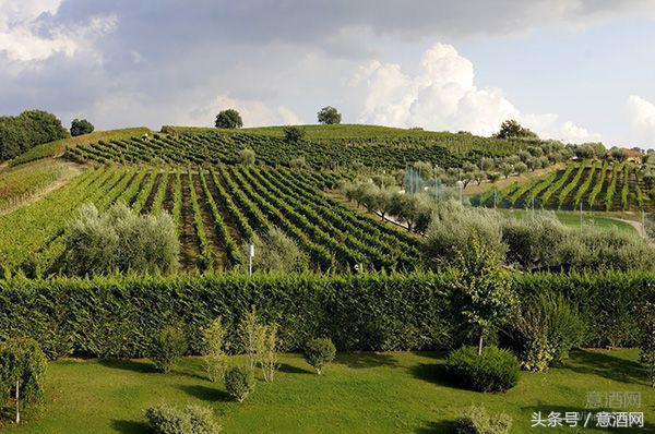 意大利卡帕尼亚葡萄酒,意大利campania葡萄酒价格