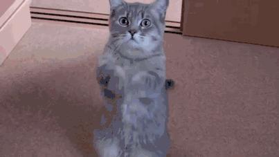 国产破壁机哪个品牌性价比高,双十一破壁机热卖榜第一名