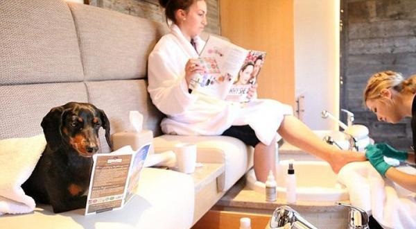 新旧“萌宠网红”哪家强？去问问那位做美甲的“腊肠”！