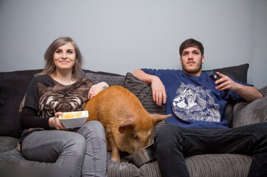 新旧“萌宠网红”哪家强？去问问那位做美甲的“腊肠”！