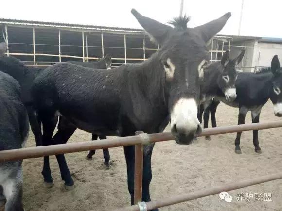 养驴疾病,养驴的正确方法与关注事项