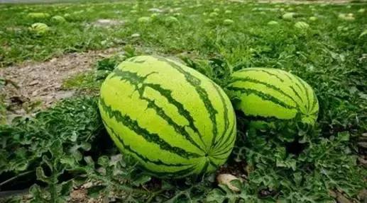 只有新疆人才能看懂的视频,只有1%的人才能看懂的东西