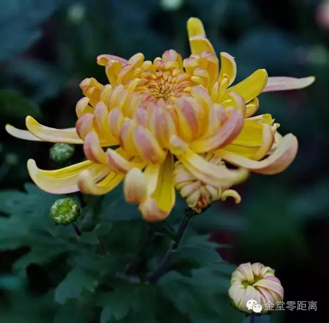 去金堂玉皇山养生谷耍一耍,金堂玉皇山一日游最佳路线