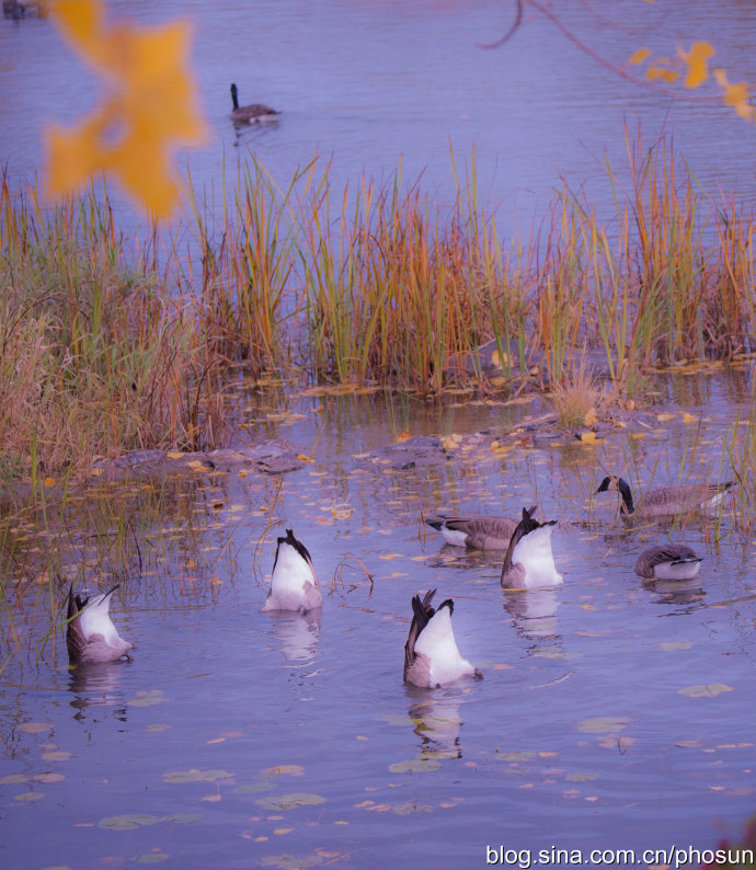 加拿大大雁成灾成灾 (人类与大雁和谐共处视频)