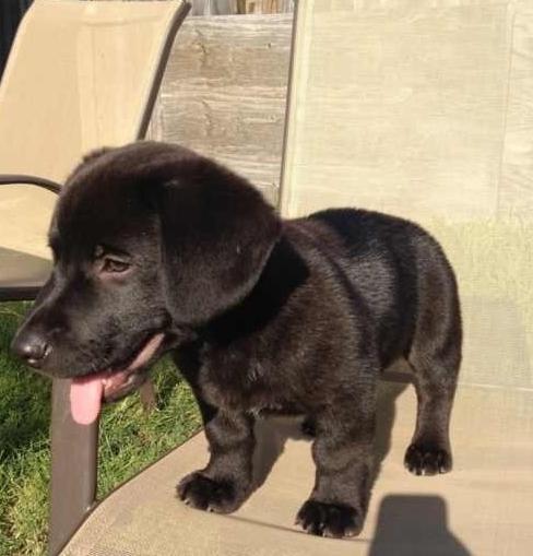 柯基的基因到底有多强大,柯基的基因有多强大