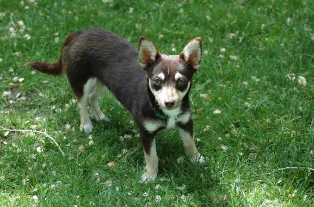 柯基的基因到底有多强大,柯基的基因有多强大